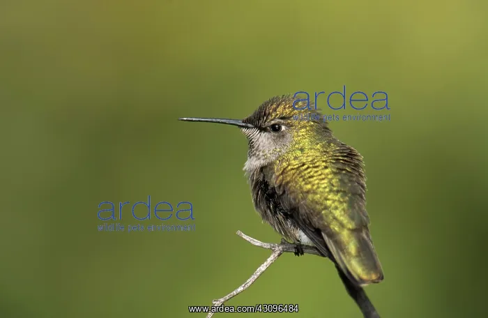 : Female Broad-tailed Hummingbird : Female Broad-tailed Hummingbird