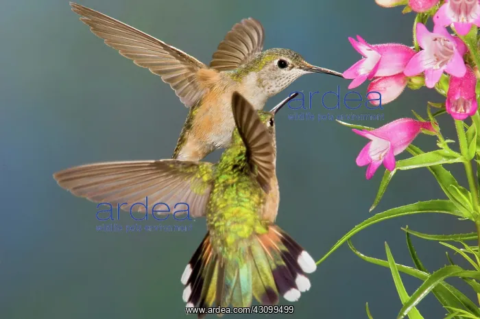 : Female Broad-tailed Hummingbird : Female Broad-tailed Hummingbird