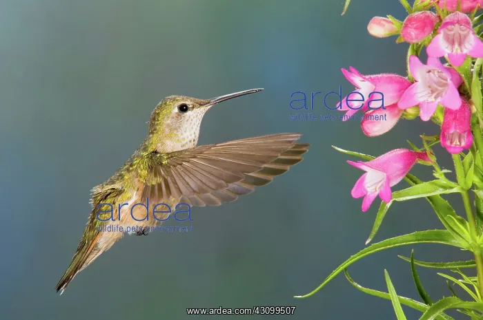 : Female Broad-tailed Hummingbirds : Female Broad-tailed Hummingbirds