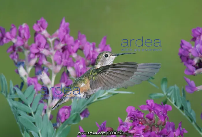 : Female Broadtail Hummingbird : Female Broadtail Hummingbird