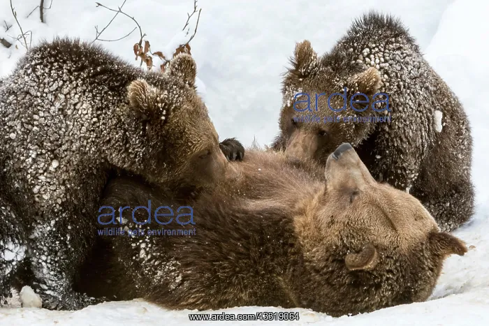 : Female brown bear suckles two 1-year-old European : Female brown bear suckles two 1-year-old European