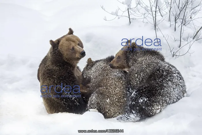 : Female brown bear (Ursus arctos arctos) suckling : Female brown bear (Ursus arctos arctos) suckling