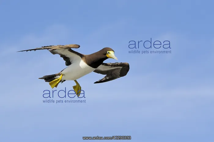 : A female Brown Booby (Sula leugogaster leugogas : A female Brown Booby (Sula leugogaster leugogas