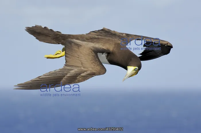 : A female Brown Booby (Sula leugogaster leugogas : A female Brown Booby (Sula leugogaster leugogas