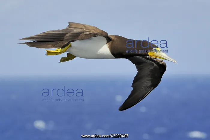 : A female Brown Booby (Sula leugogaster leugogas : A female Brown Booby (Sula leugogaster leugogas
