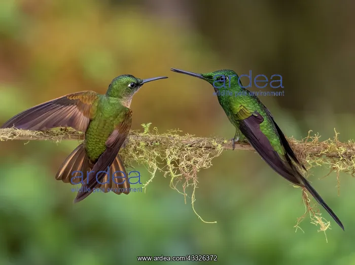 : Female Buff-tailed Coronet (Boissonneaua flavesc : Female Buff-tailed Coronet (Boissonneaua flavesc