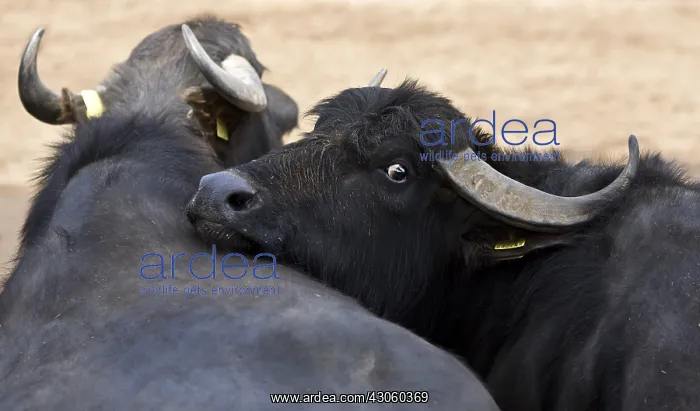 : Female Buffalo laying its head on the back of another Italy : Female Buffalo laying its head on the back of another Italy