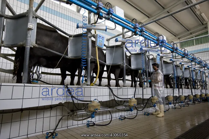 : Female Buffaloes in a milking stall Region of Naples Italy : Female Buffaloes in a milking stall Region of Naples Italy
