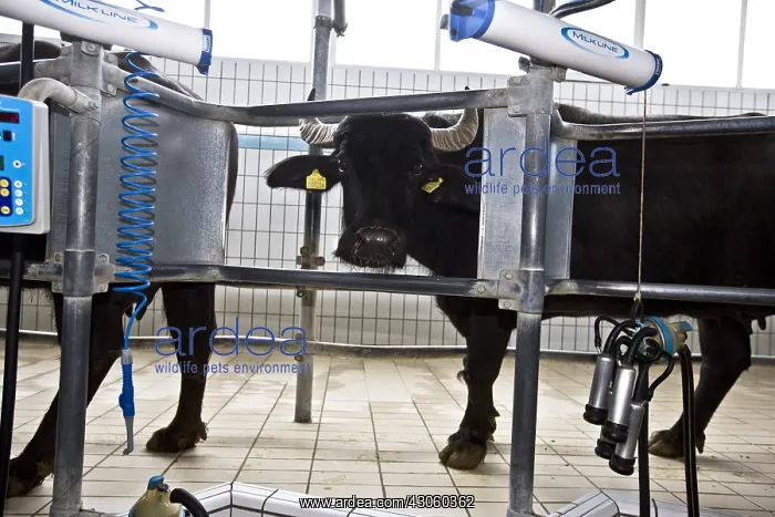 : Female Buffaloes in a milking stall Region of Naples Italy : Female Buffaloes in a milking stall Region of Naples Italy