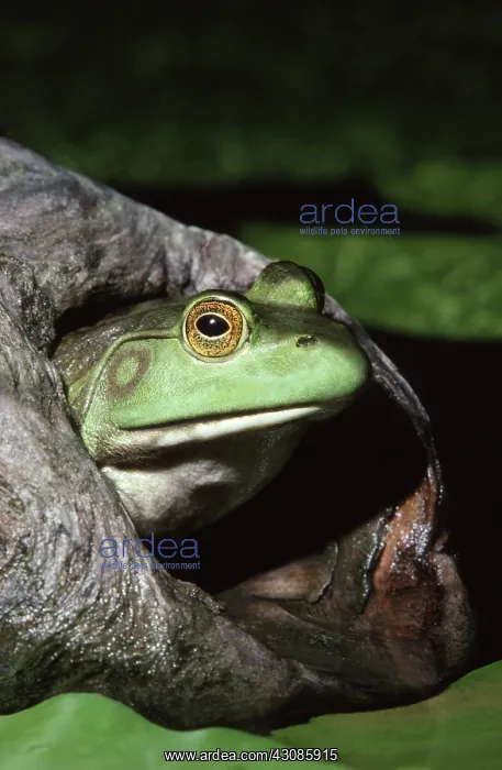 : Female Bullfrog : Female Bullfrog