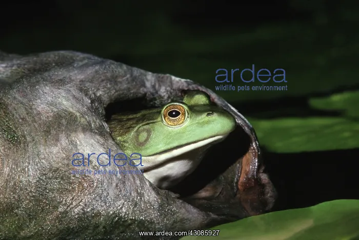 : Female Bullfrog : Female Bullfrog