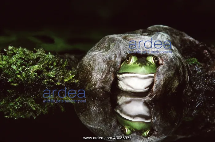 : Female Bullfrog : Female Bullfrog