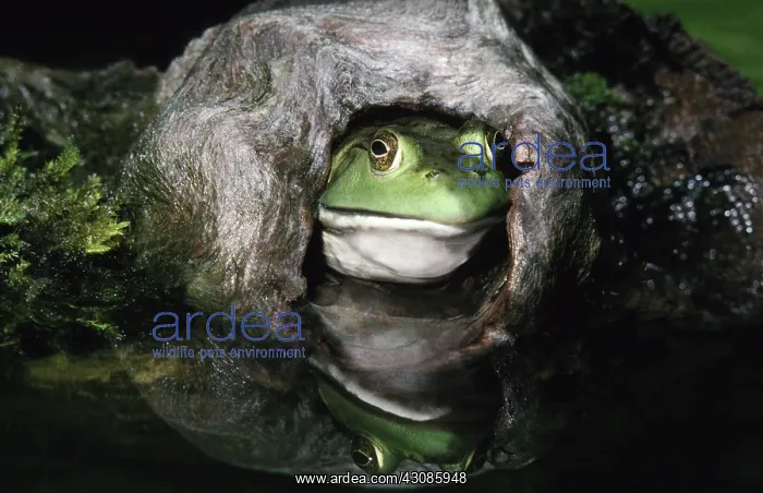 : Female Bullfrog : Female Bullfrog