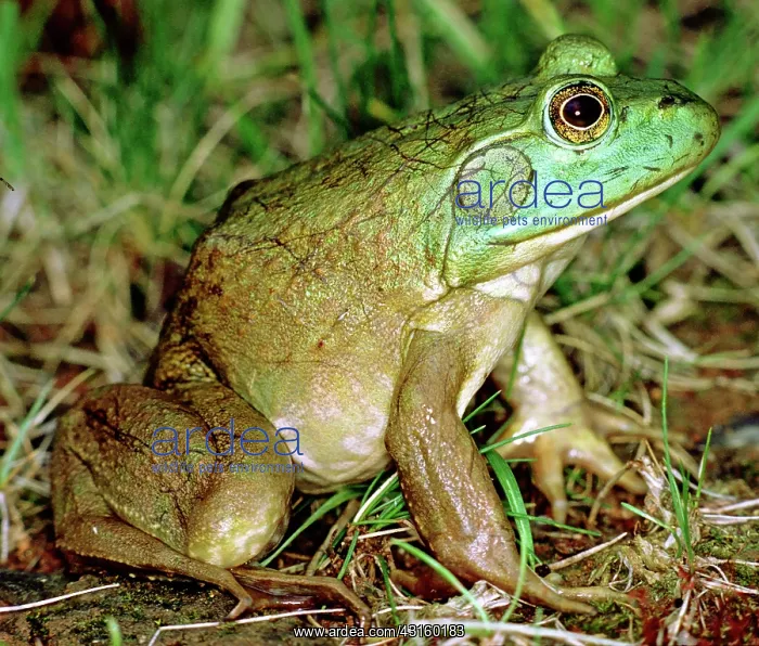 : Female Bullfrog : Female Bullfrog