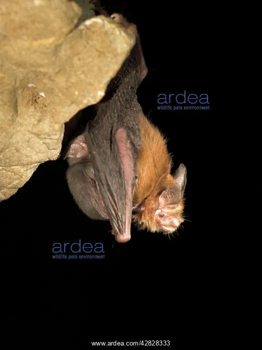 : Female Bumblebee Bat / Kitti's Hog Nosed bat - : Female Bumblebee Bat / Kitti's Hog Nosed bat -
