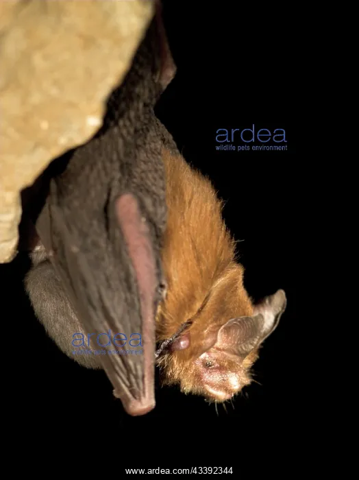 : Female Bumblebee Bat / Kitti's Hog Nosed bat - : Female Bumblebee Bat / Kitti's Hog Nosed bat -