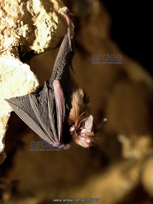 : Female Bumblebee Bat / Kitti's Hog Nosed bat : Female Bumblebee Bat / Kitti's Hog Nosed bat