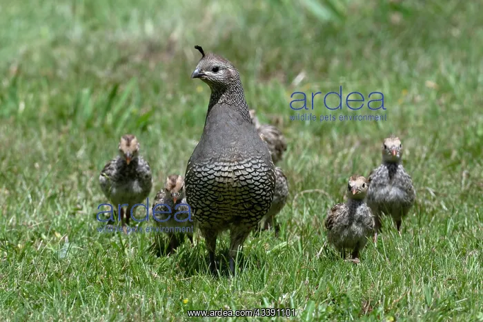 : Female California Quail (Callipepla californica) : Female California Quail (Callipepla californica)
