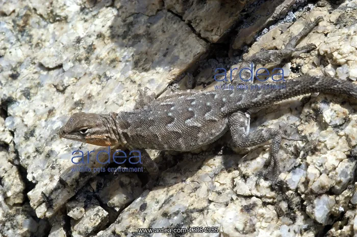 : Female California Side-Blotched Lizard : Female California Side-Blotched Lizard