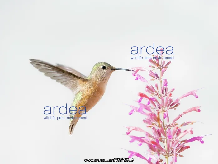 : Female calliope hummingbird in flight, east mountain : Female calliope hummingbird in flight, east mountain