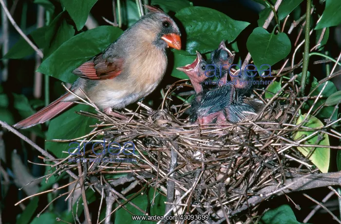 : Female Cardinal with Young : Female Cardinal with Young
