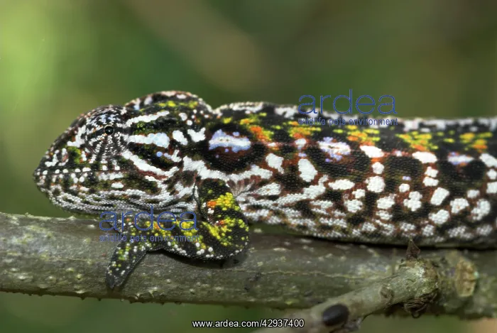 : Female Carpet / Jewel Chameleon, close up of head : Female Carpet / Jewel Chameleon, close up of head