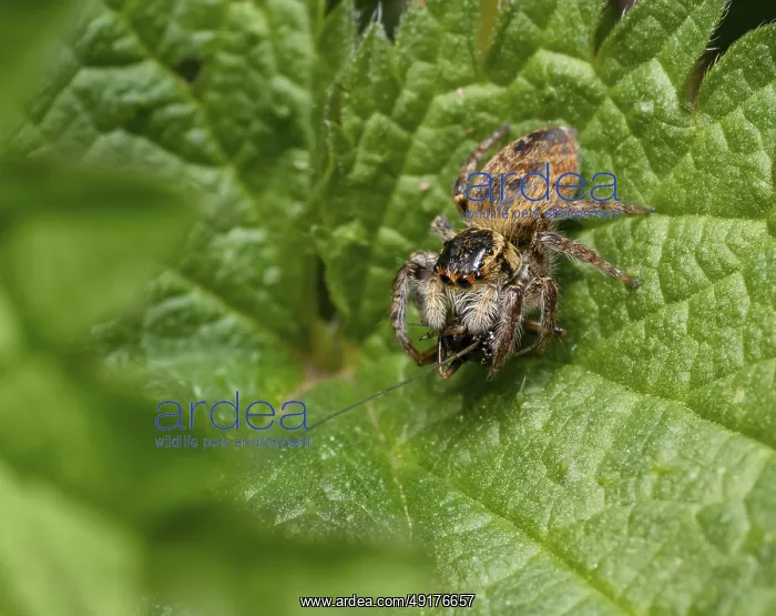 : Female carrhotus xanthogramma jumping spider with prey on a nettle plant leaf : Female carrhotus xanthogramma jumping spider with prey on a nettle plant leaf