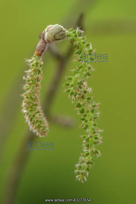 : Female catkins of Grey Poplar, Populus canescens : Female catkins of Grey Poplar, Populus canescens