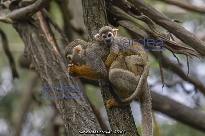 : One female Central American squirrel monkey : One female Central American squirrel monkey