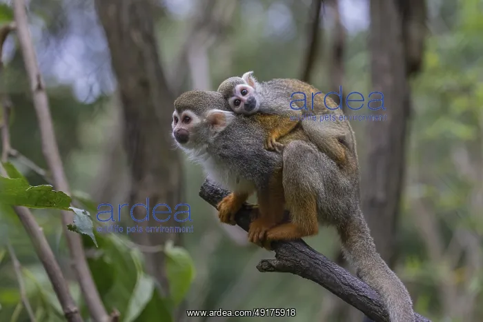 : One female Central American squirrel monkey : One female Central American squirrel monkey