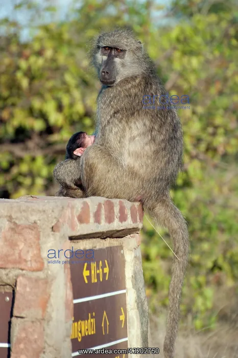 : Female Chacma Baboon with baby on signpost - Kruger : Female Chacma Baboon with baby on signpost - Kruger