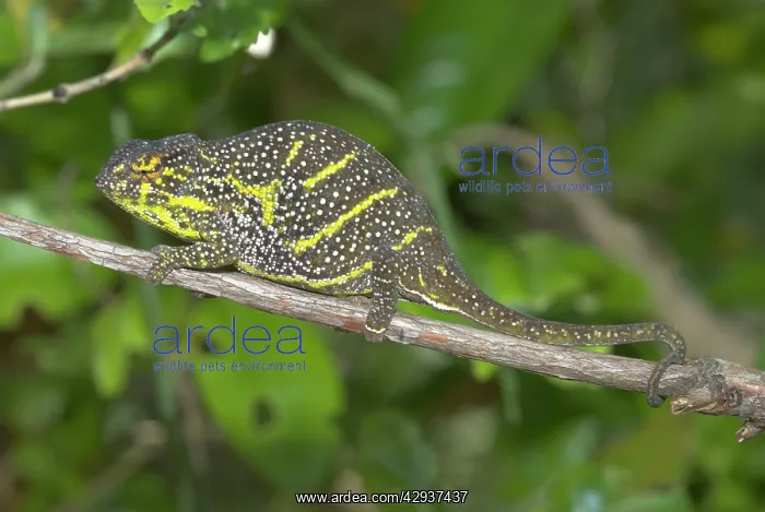 : Female Chameleon - on branch : Female Chameleon - on branch