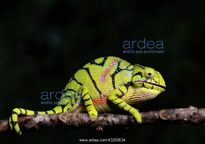 : Female chameleon of the genus (Furcifer timoni) : Female chameleon of the genus (Furcifer timoni)