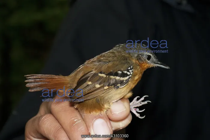 : Female chestnut-tailed antbird : Female chestnut-tailed antbird