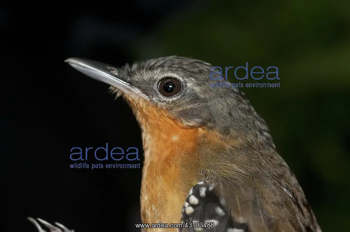 : Female chestnut-tailed antbird : Female chestnut-tailed antbird