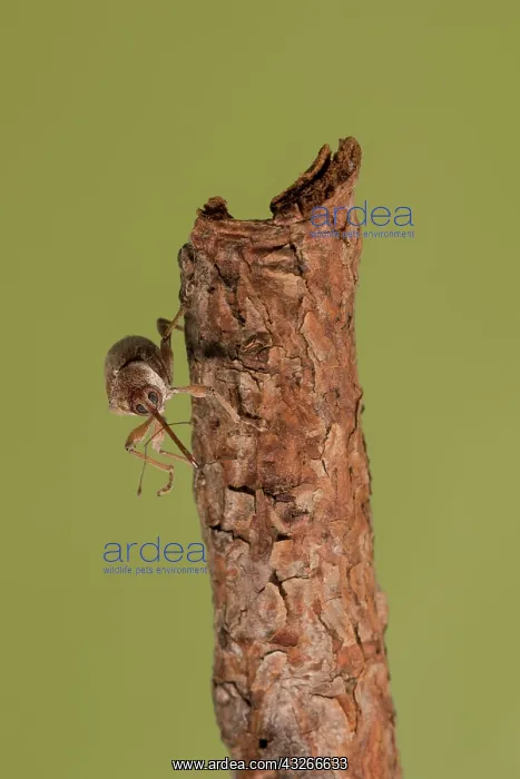 : Female of chestnut weevil (Curculio elephas) descending : Female of chestnut weevil (Curculio elephas) descending