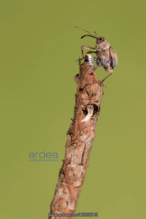 : Female of chestnut weevil (Curculio elephas) resting : Female of chestnut weevil (Curculio elephas) resting