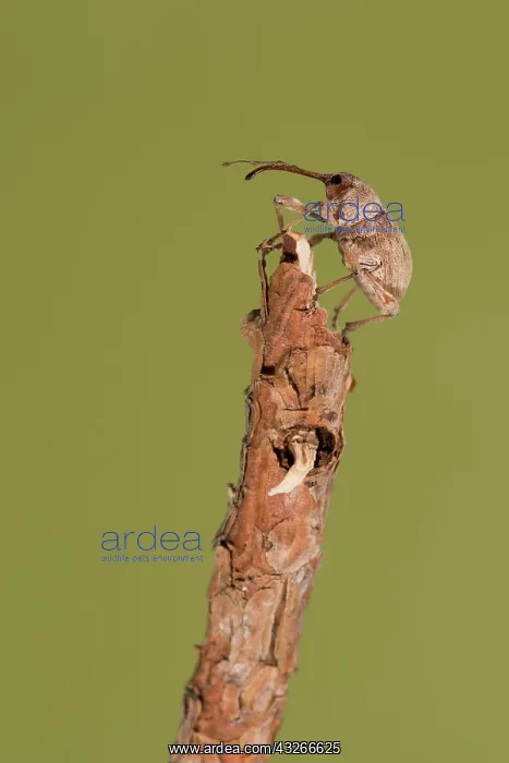 : Female of chestnut weevil (Curculio elephas) resting : Female of chestnut weevil (Curculio elephas) resting