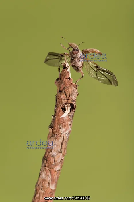 : Female of chestnut weevil (Curculio elephas) takes : Female of chestnut weevil (Curculio elephas) takes