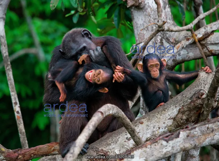 : Female chimpanzee (Pan troglodytes) with a babie : Female chimpanzee (Pan troglodytes) with a babie