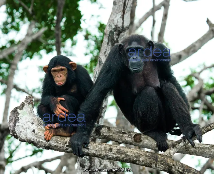 : Female chimpanzee (Pan troglodytes) with a baby : Female chimpanzee (Pan troglodytes) with a baby