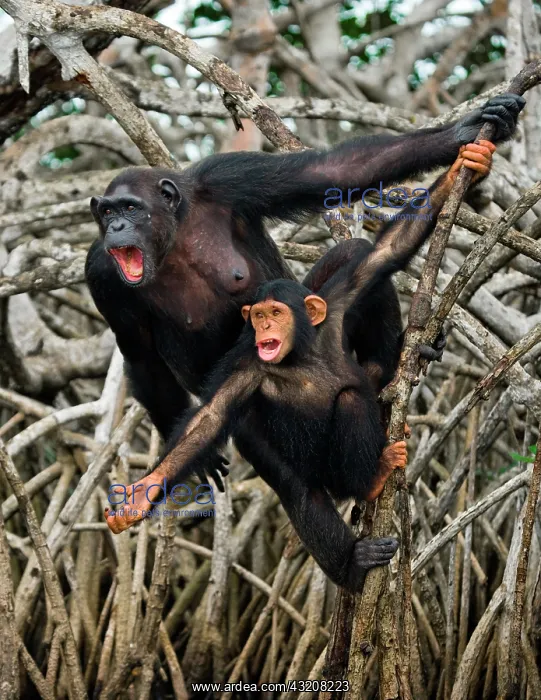 : Female chimpanzee (Pan troglodytes) with a baby : Female chimpanzee (Pan troglodytes) with a baby