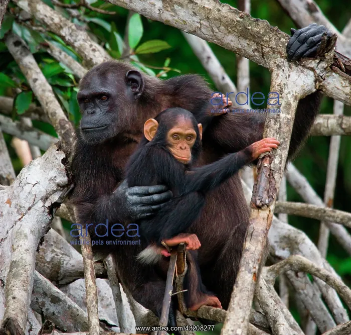 : Female chimpanzee (Pan troglodytes) with a baby : Female chimpanzee (Pan troglodytes) with a baby