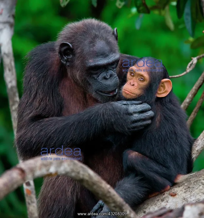 : Female chimpanzee (Pan troglodytes) with a baby : Female chimpanzee (Pan troglodytes) with a baby