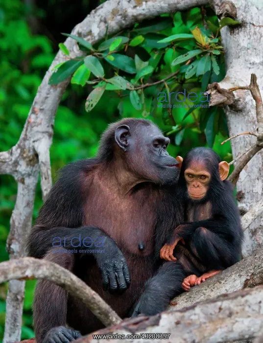 : Female chimpanzee (Pan troglodytes) with a baby : Female chimpanzee (Pan troglodytes) with a baby