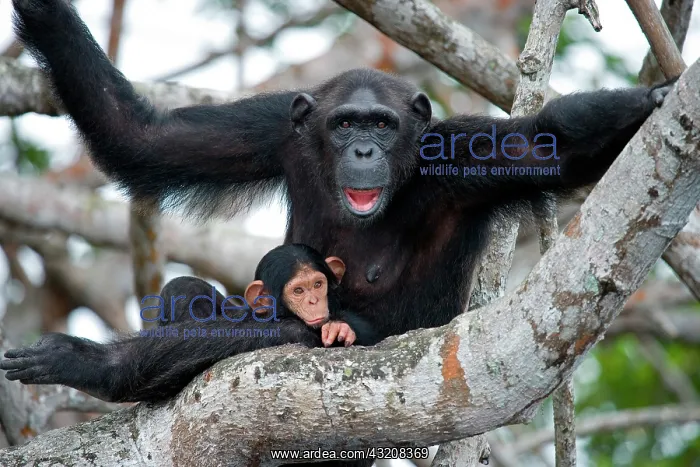 : Female chimpanzee (Pan troglodytes) with a baby : Female chimpanzee (Pan troglodytes) with a baby