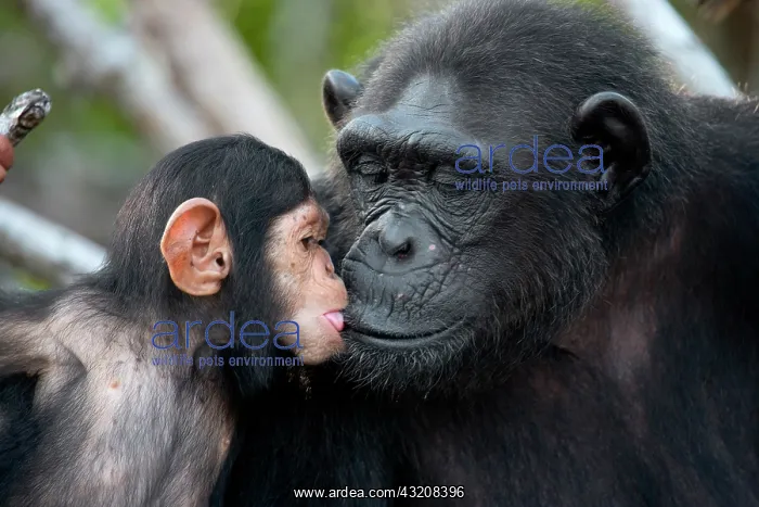 : Female chimpanzee (Pan troglodytes) with a baby : Female chimpanzee (Pan troglodytes) with a baby