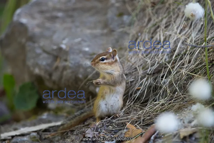 : female chipmunk (Tamias striatus) waking from h : female chipmunk (Tamias striatus) waking from h
