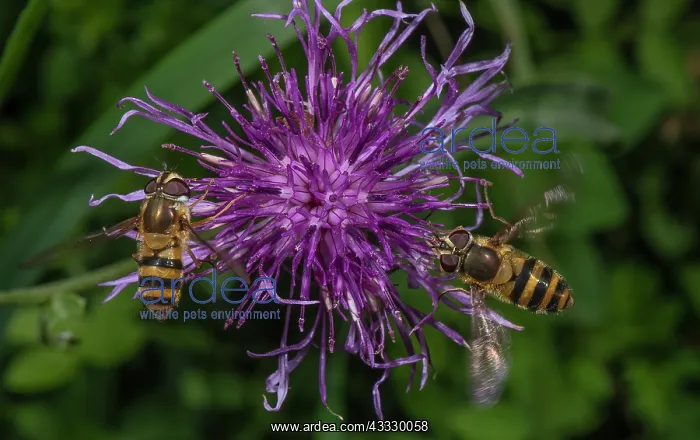 : Female Common banded hoverflies, Syrphus ribesii : Female Common banded hoverflies, Syrphus ribesii