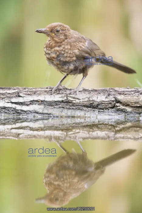 : Female Common Blackbird (Turdus merula) standin : Female Common Blackbird (Turdus merula) standin